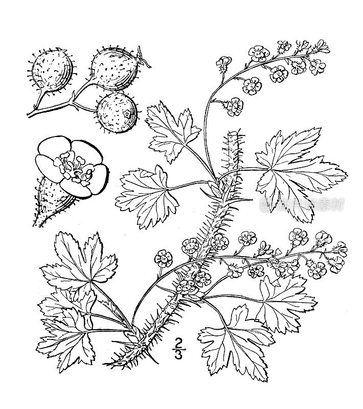 古董植物学植物插图:Ribes lacustre，沼泽醋栗